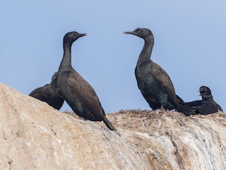 Bank Cormorant - Phalacrocorax neglectus - Birds of the World