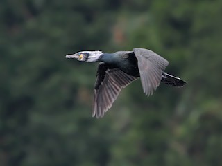  - Japanese Cormorant