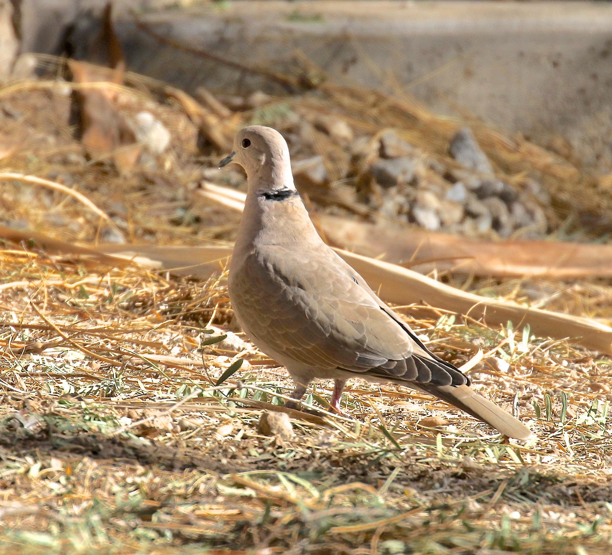 Eurasian Collared-Dove - Alison Hiers
