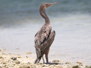  - Socotra Cormorant