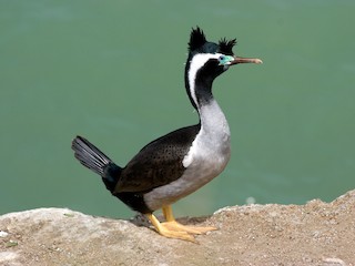  - Spotted Shag