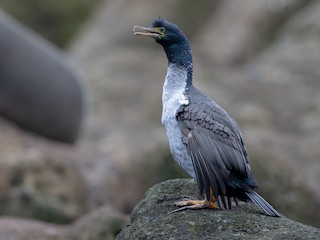  - Pitt Island Shag