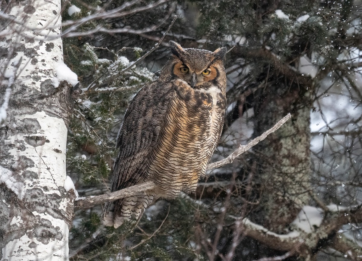 Great Horned Owl - ML393571161