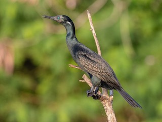  - Indian Cormorant