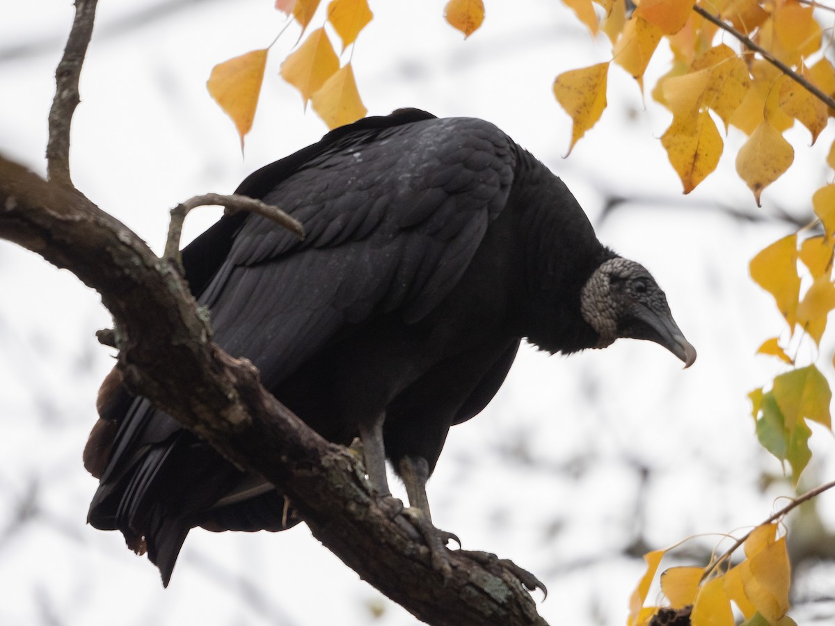 Black Vulture - Laurie Foss