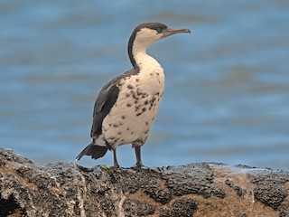  - Black-faced Cormorant