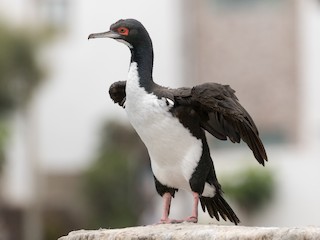  - Guanay Cormorant