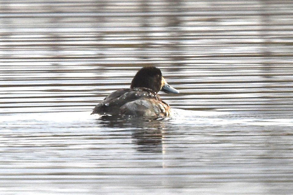 Greater Scaup - ML393578031