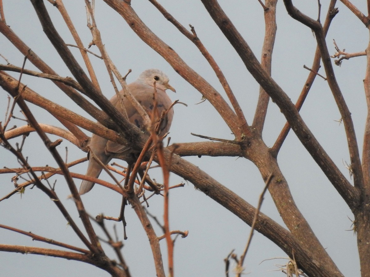 Plain-breasted Ground Dove - Ed Kwater