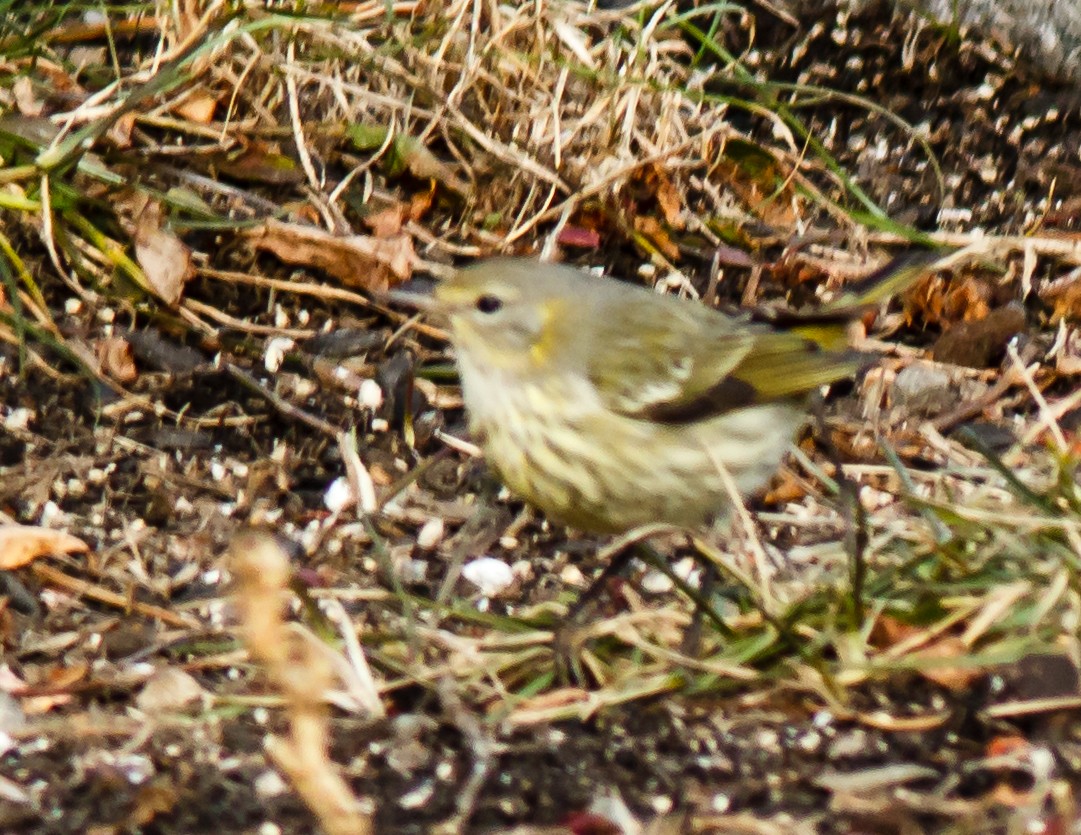Cape May Warbler - ML393582481