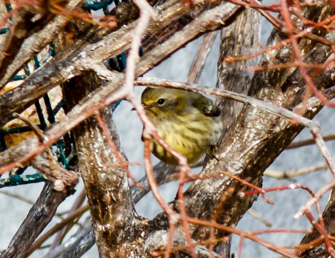Cape May Warbler - ML393582501