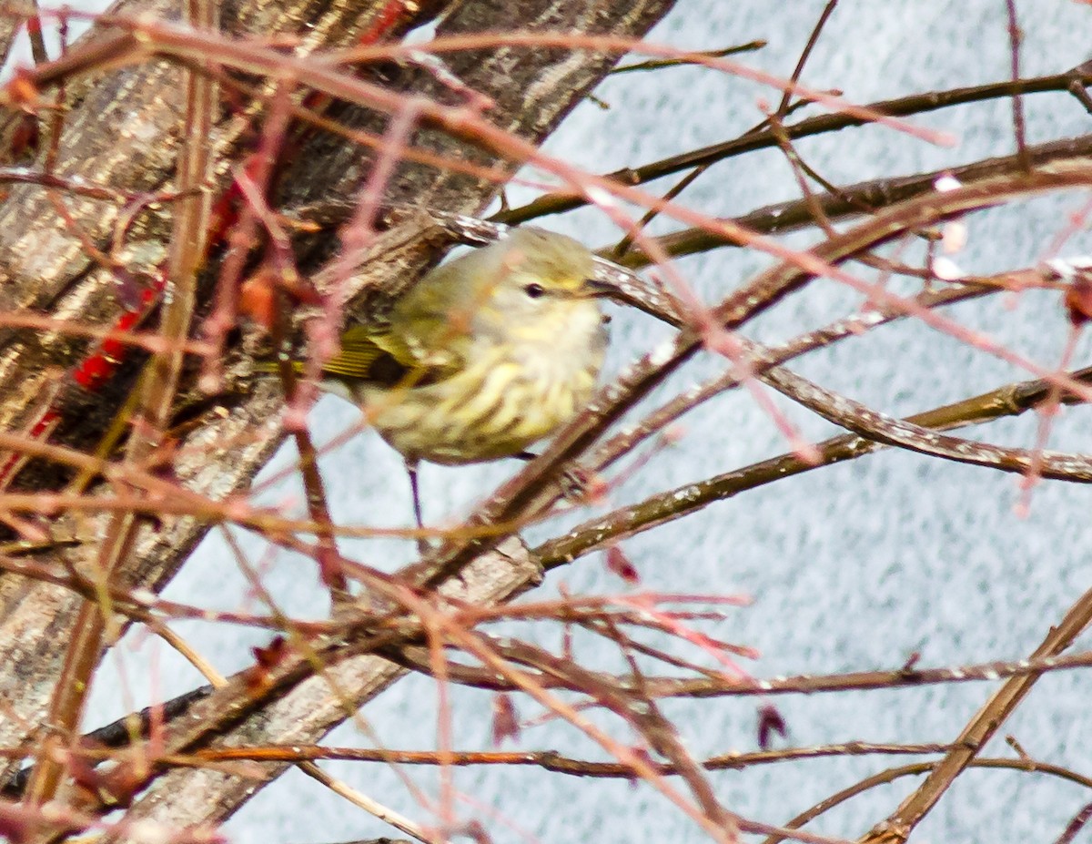 Cape May Warbler - ML393582511