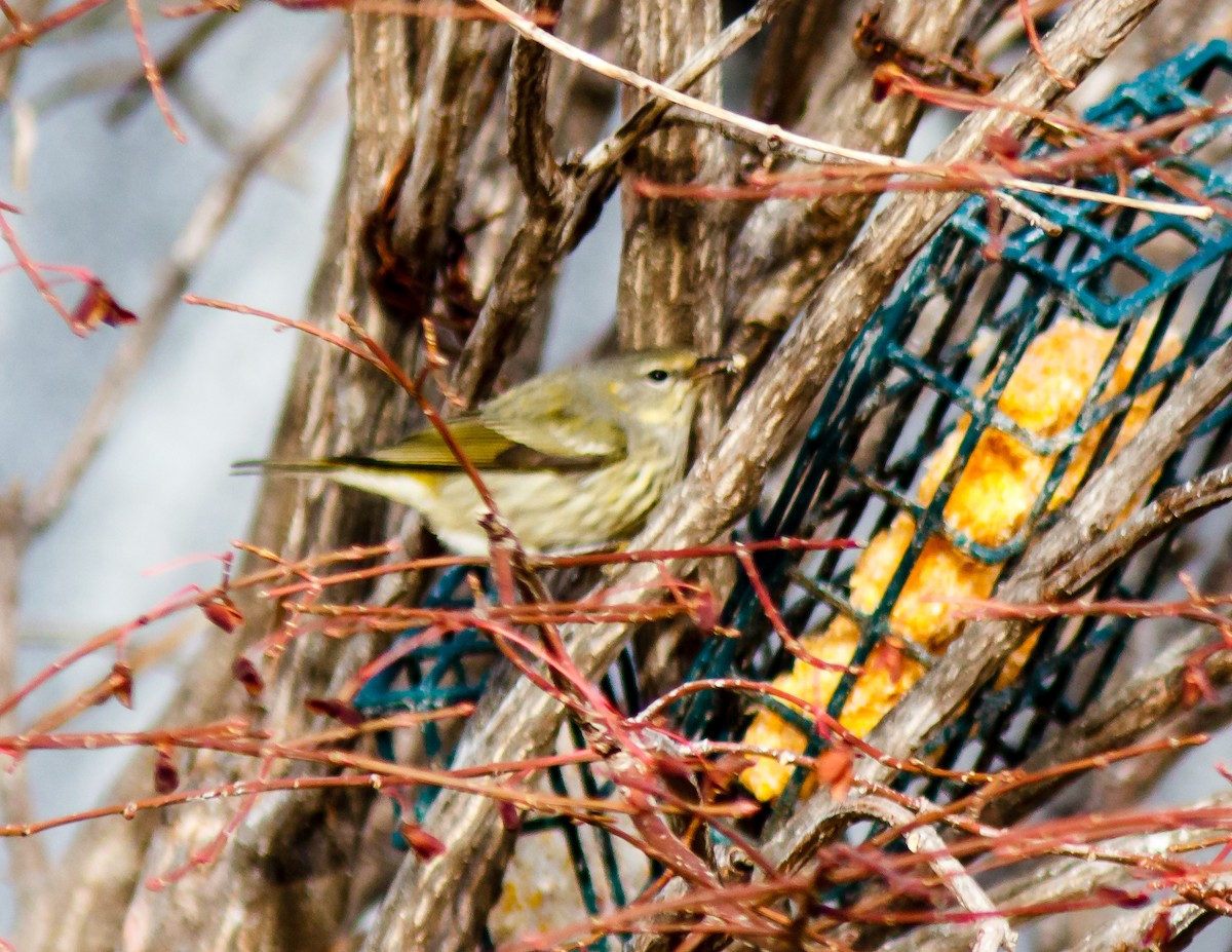 Cape May Warbler - ML393582561
