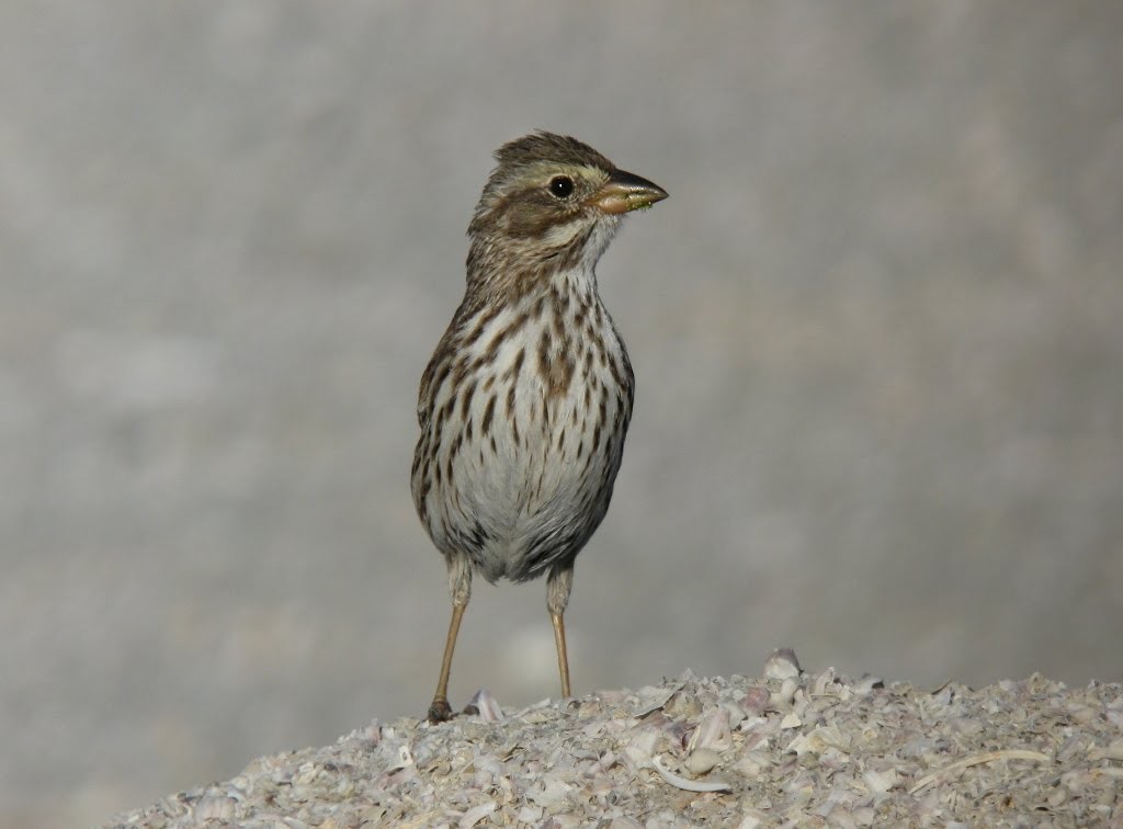 Savannah Sparrow (Large-billed) - Nick Bonomo