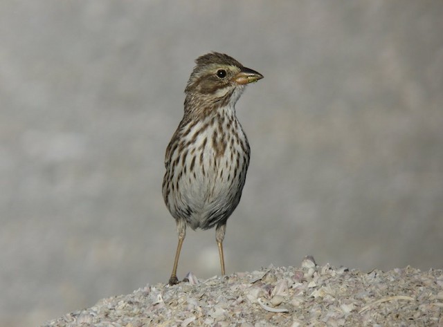 Savannah Sparrow (Large-billed)