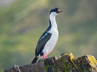  - South Georgia Shag