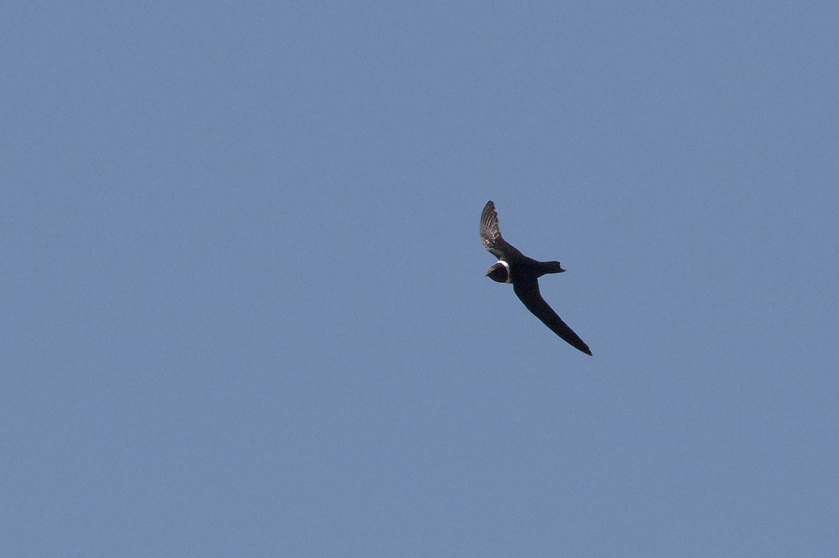 White-collared Swift - ML393590971