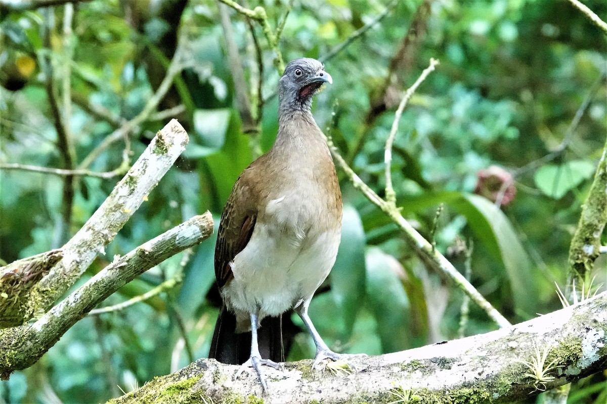 eBird Checklist 27 Nov 2021 Canopy Lodge 15 species