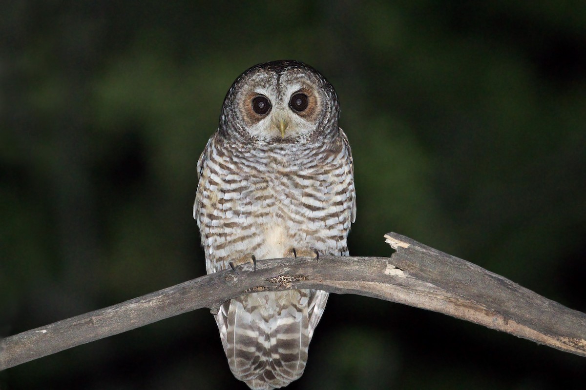 Rufous-legged Owl - ML393591121