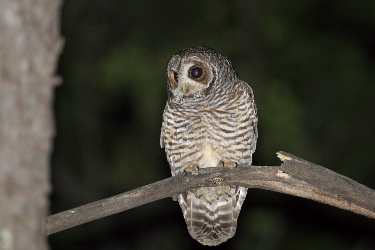 Rufous-legged Owl - ML393591141