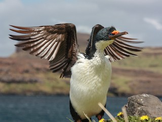  - Kerguelen Shag