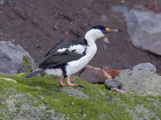 Heard Island Shag - Leucocarbo nivalis - Birds of the World