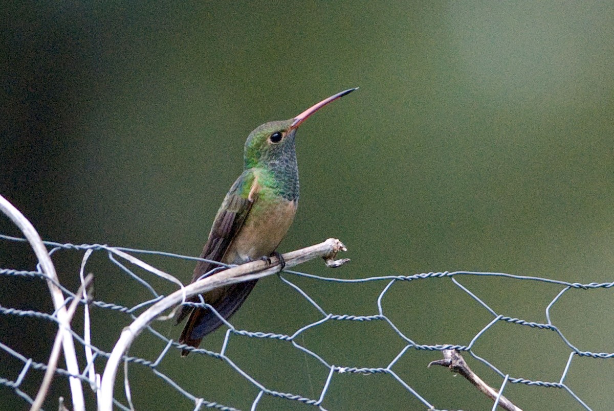 Buff-bellied Hummingbird - ML39359441