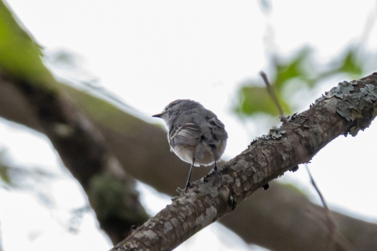 White-crested Tyrannulet (White-bellied) - Victor Hugo Michelini