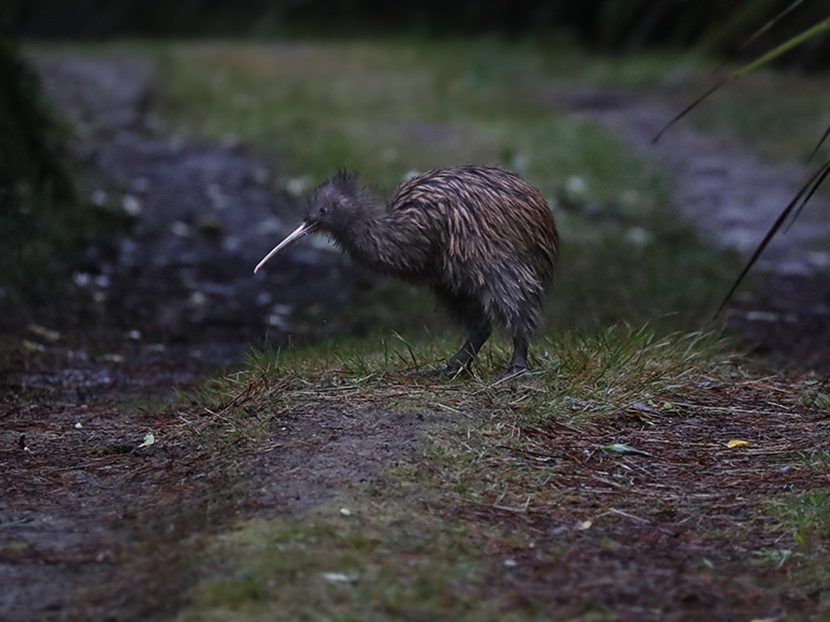 Southern Brown Kiwi - Apteryx australis - Birds of the World