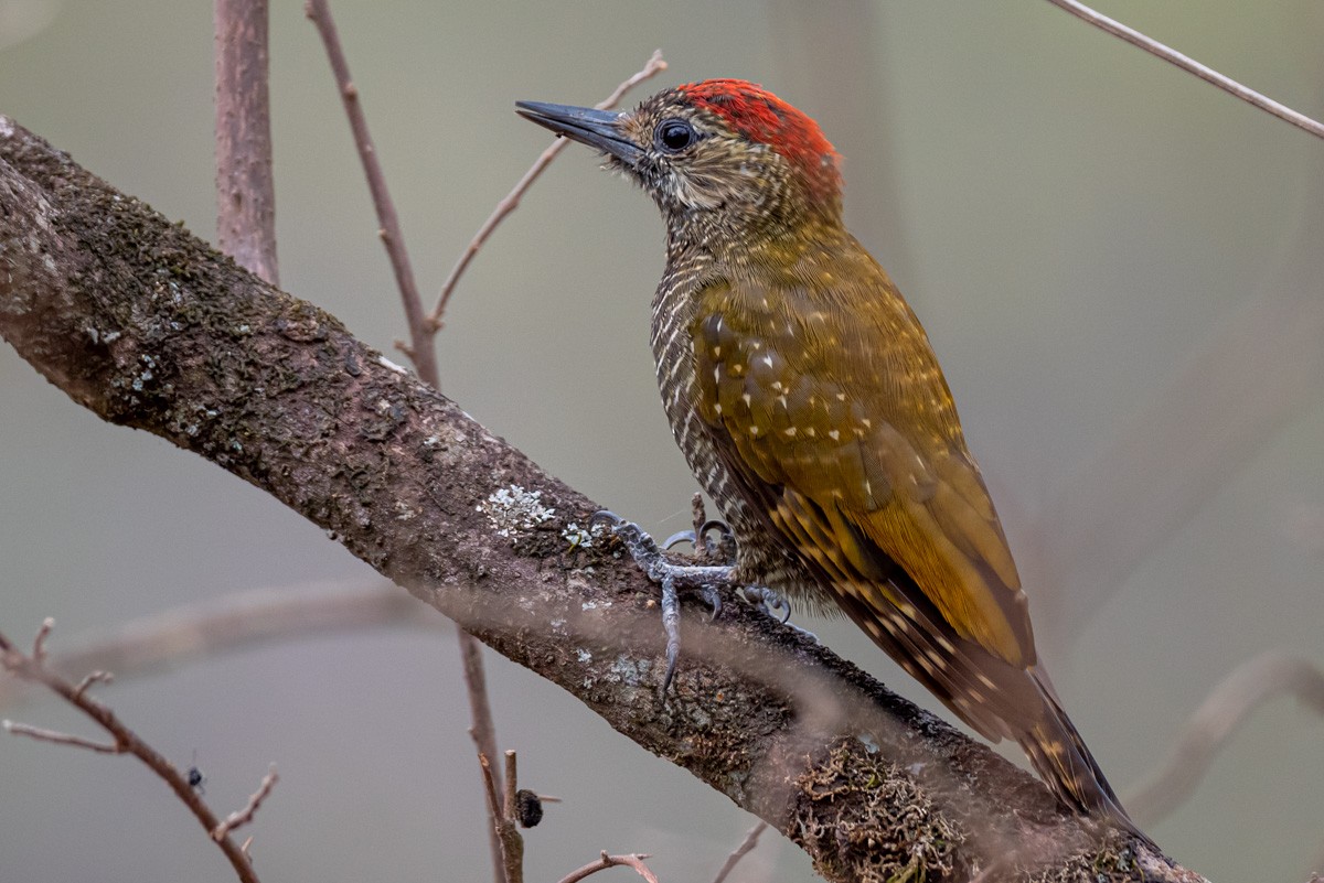 Dot-fronted Woodpecker - ML393596021