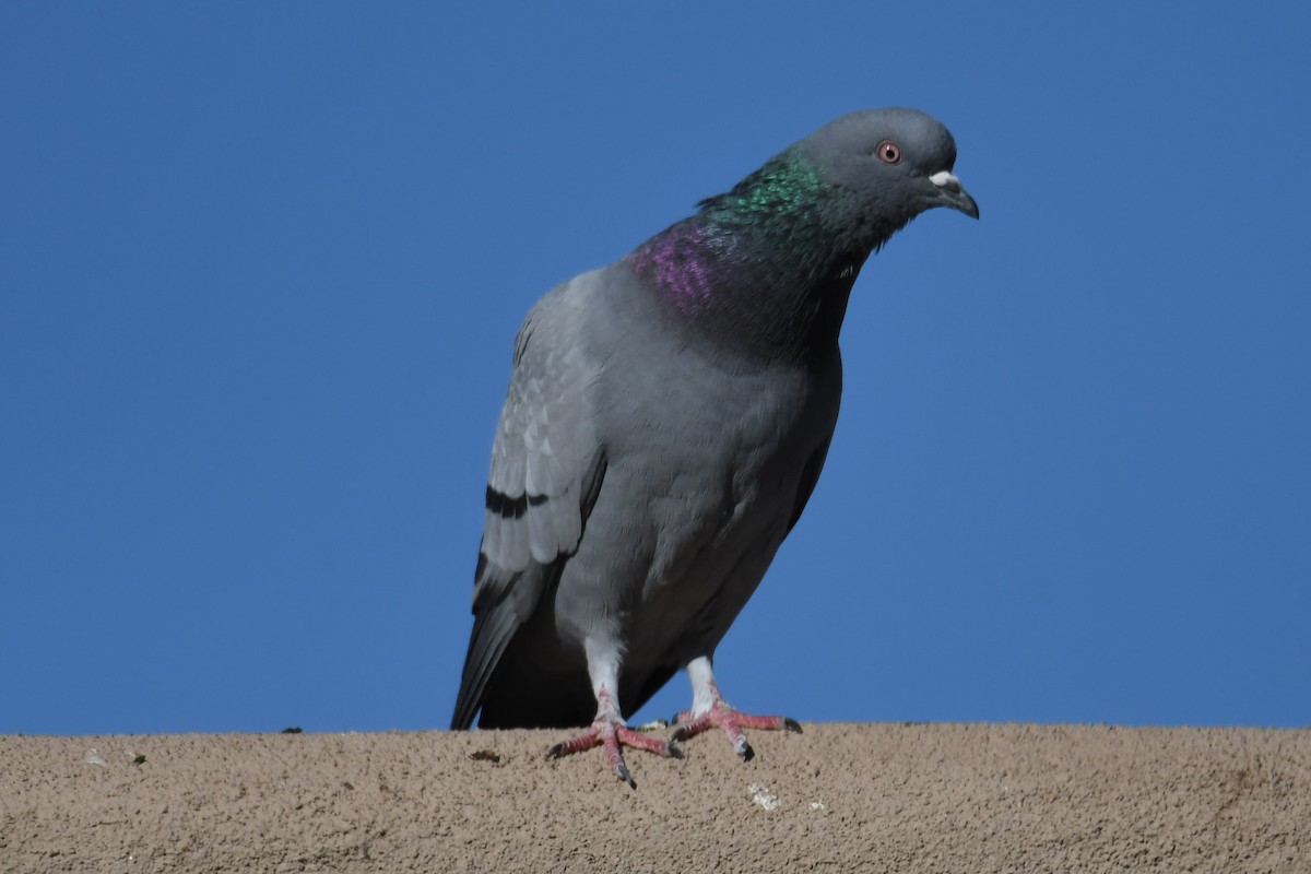 Rock Pigeon (Feral Pigeon) - Liz Ramsey