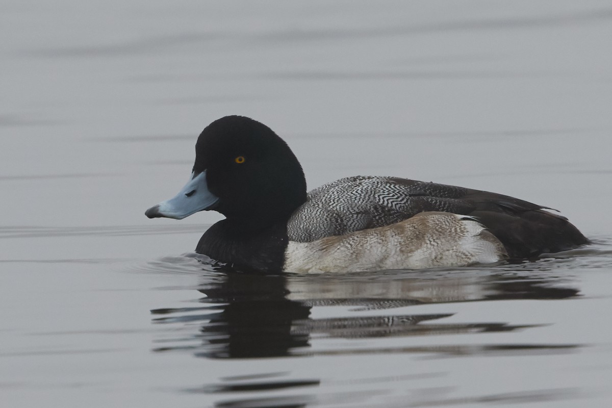 Greater Scaup - ML39359811