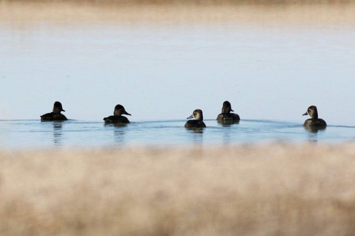Ring-necked Duck - Lindsay Story
