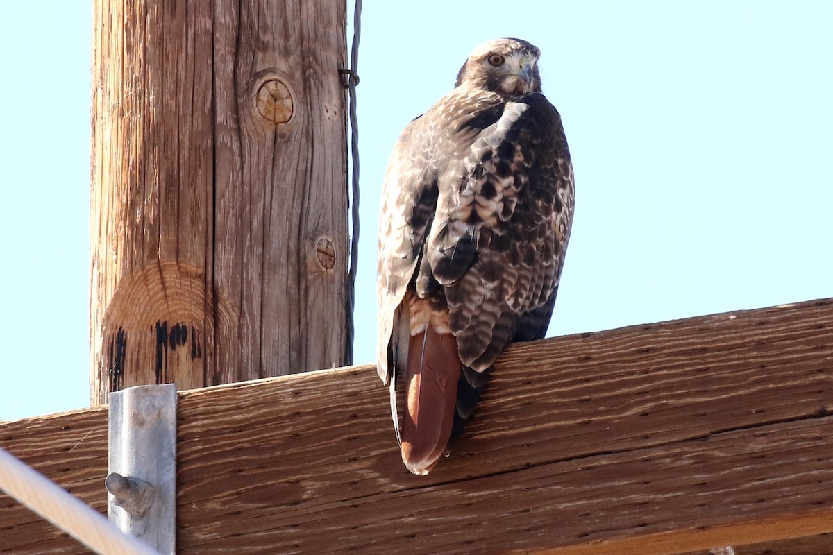 Red-tailed Hawk - ML39360991