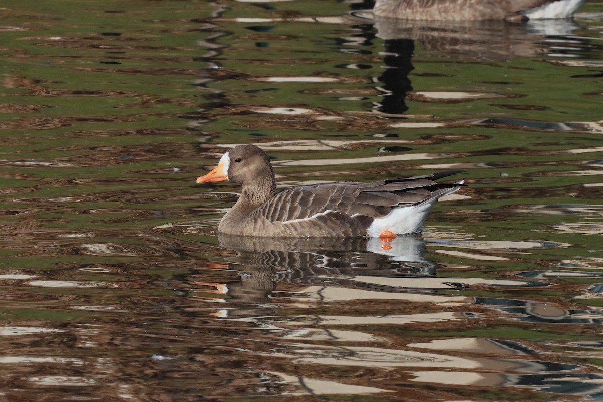 Greater White-fronted Goose - ML393610181