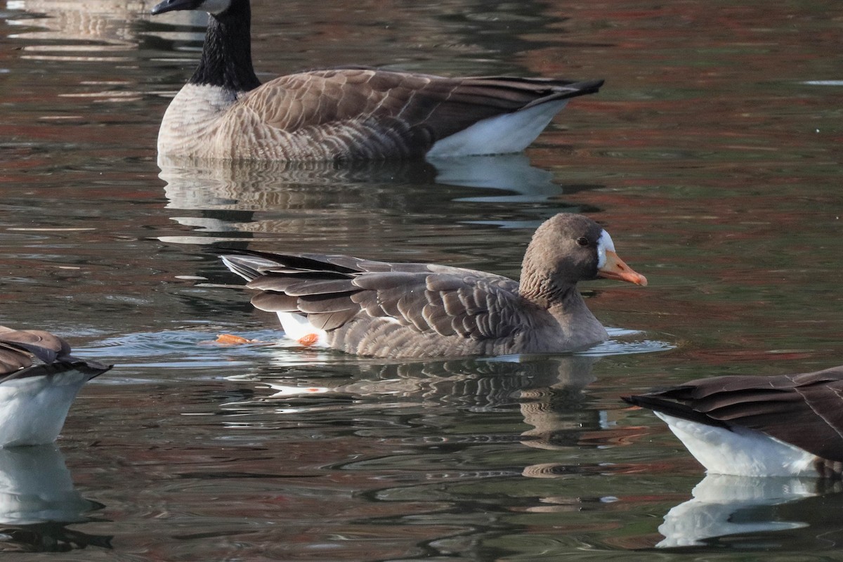 Greater White-fronted Goose - ML393610201