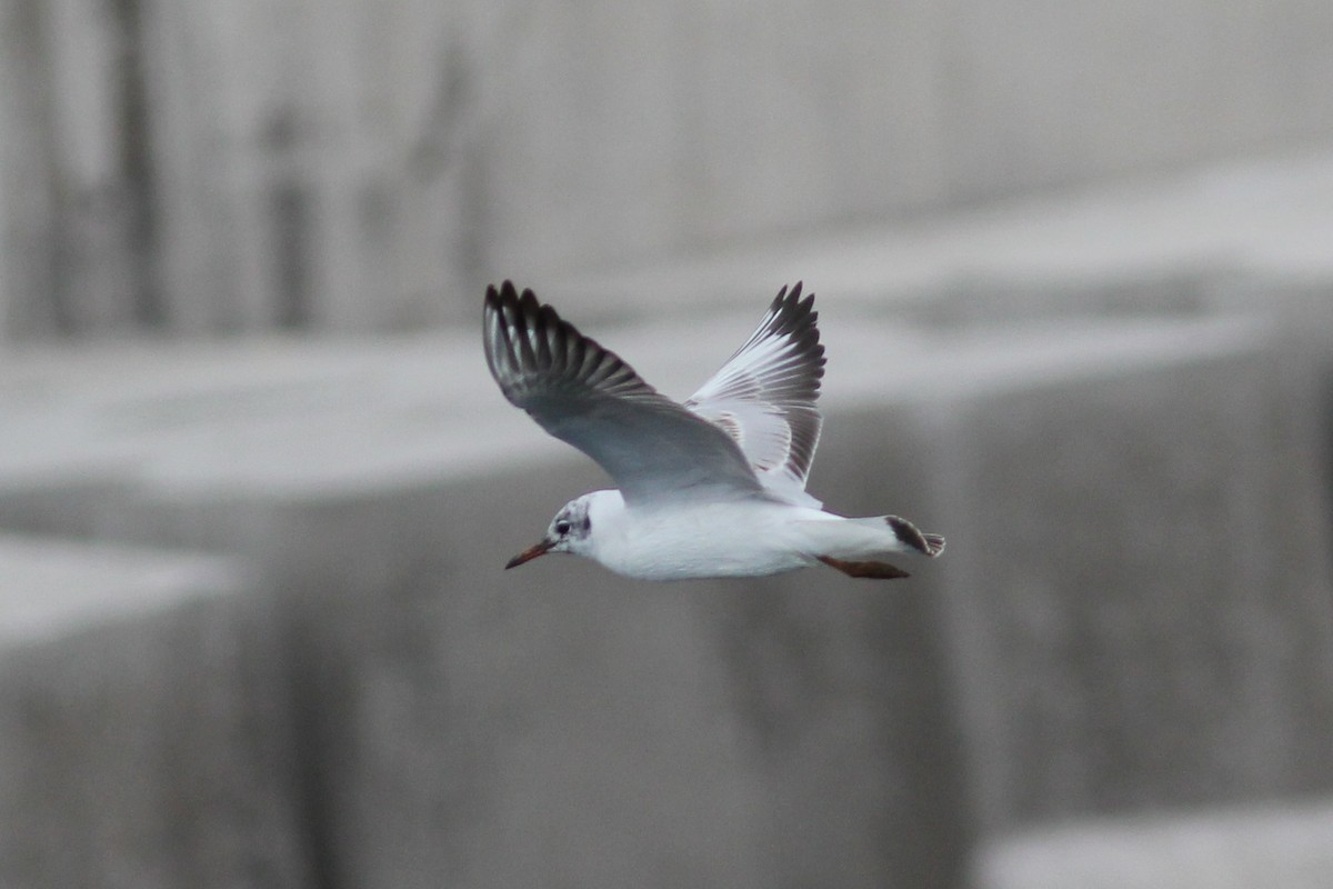 Mouette rieuse - ML393613791