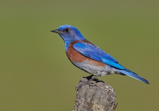 Western Bluebird