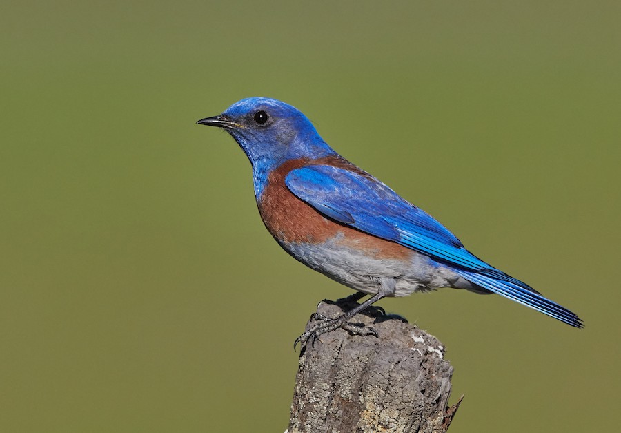 Western Bluebird