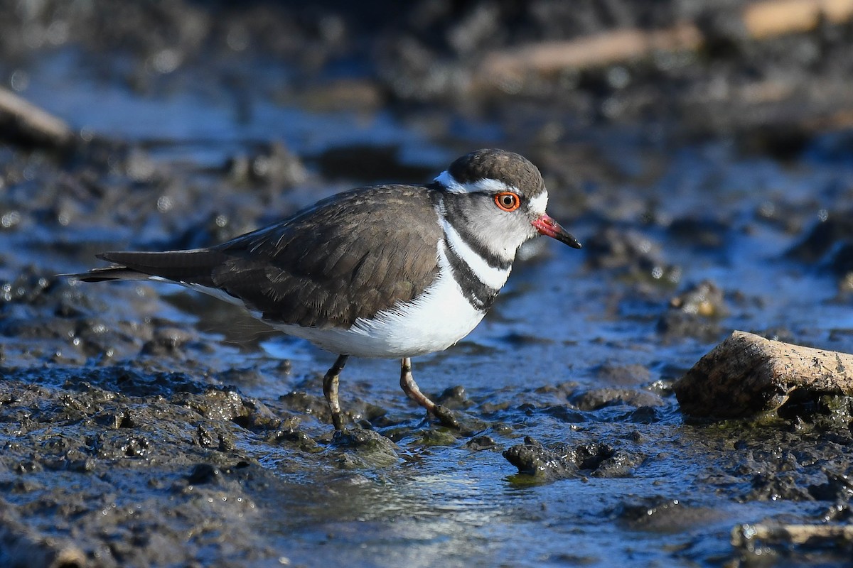 Three-banded Plover (African) - ML393618931