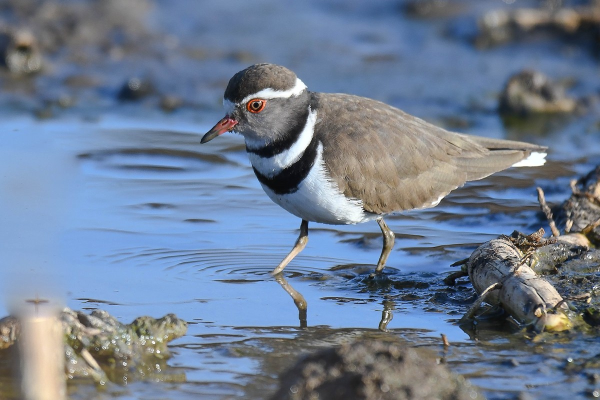 Three-banded Plover (African) - ML393618941