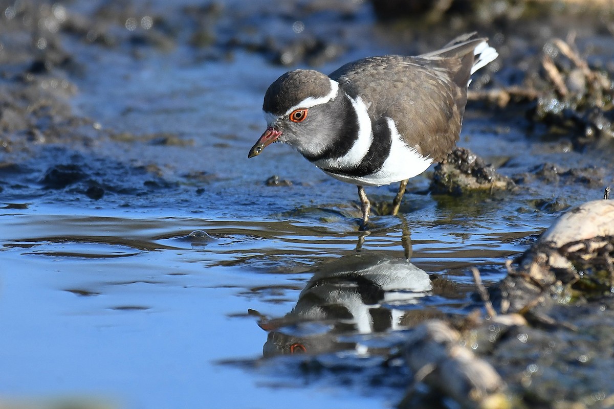 Three-banded Plover (African) - ML393618951