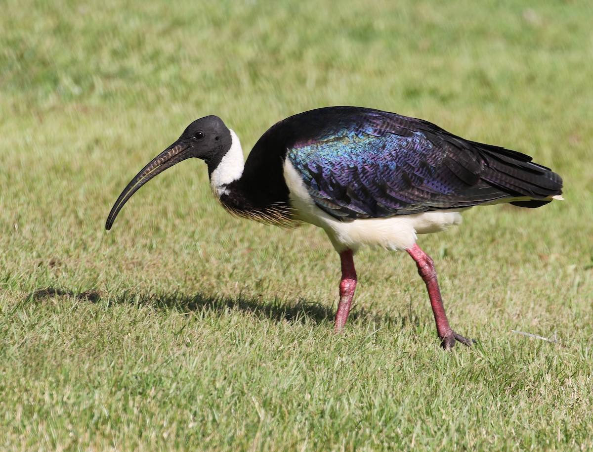 ibis slámokrký - ML39362051