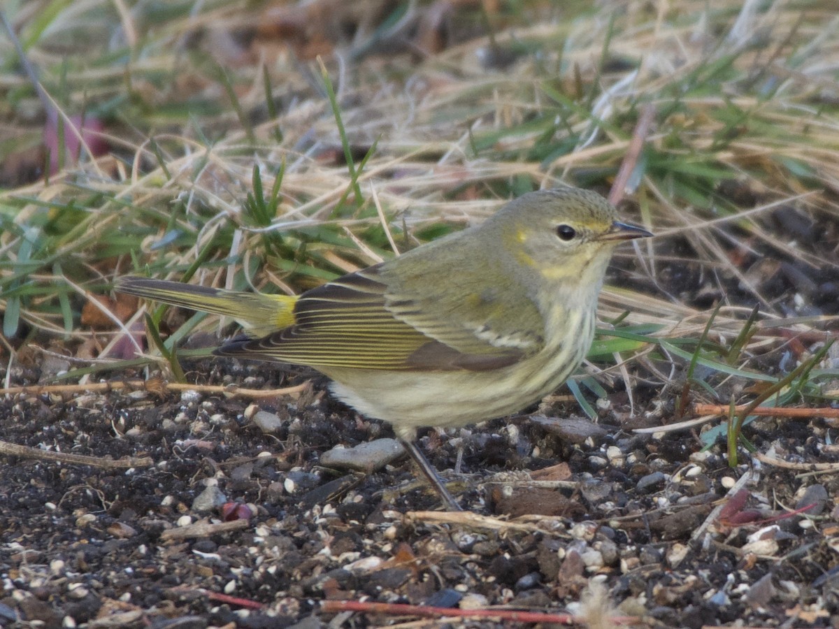Cape May Warbler - ML393621261