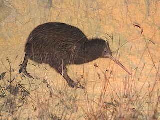 North Island Brown Kiwi - Apteryx mantelli - Birds of the World