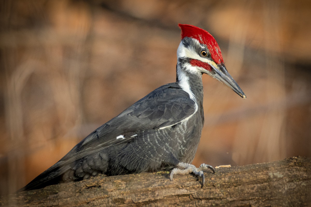 Pileated Woodpecker - Paul Jones