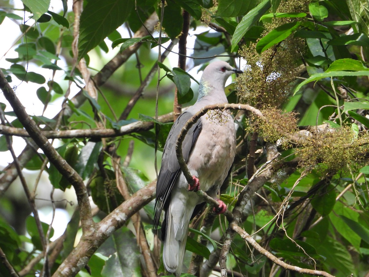 Ring-tailed Pigeon - ML393632071