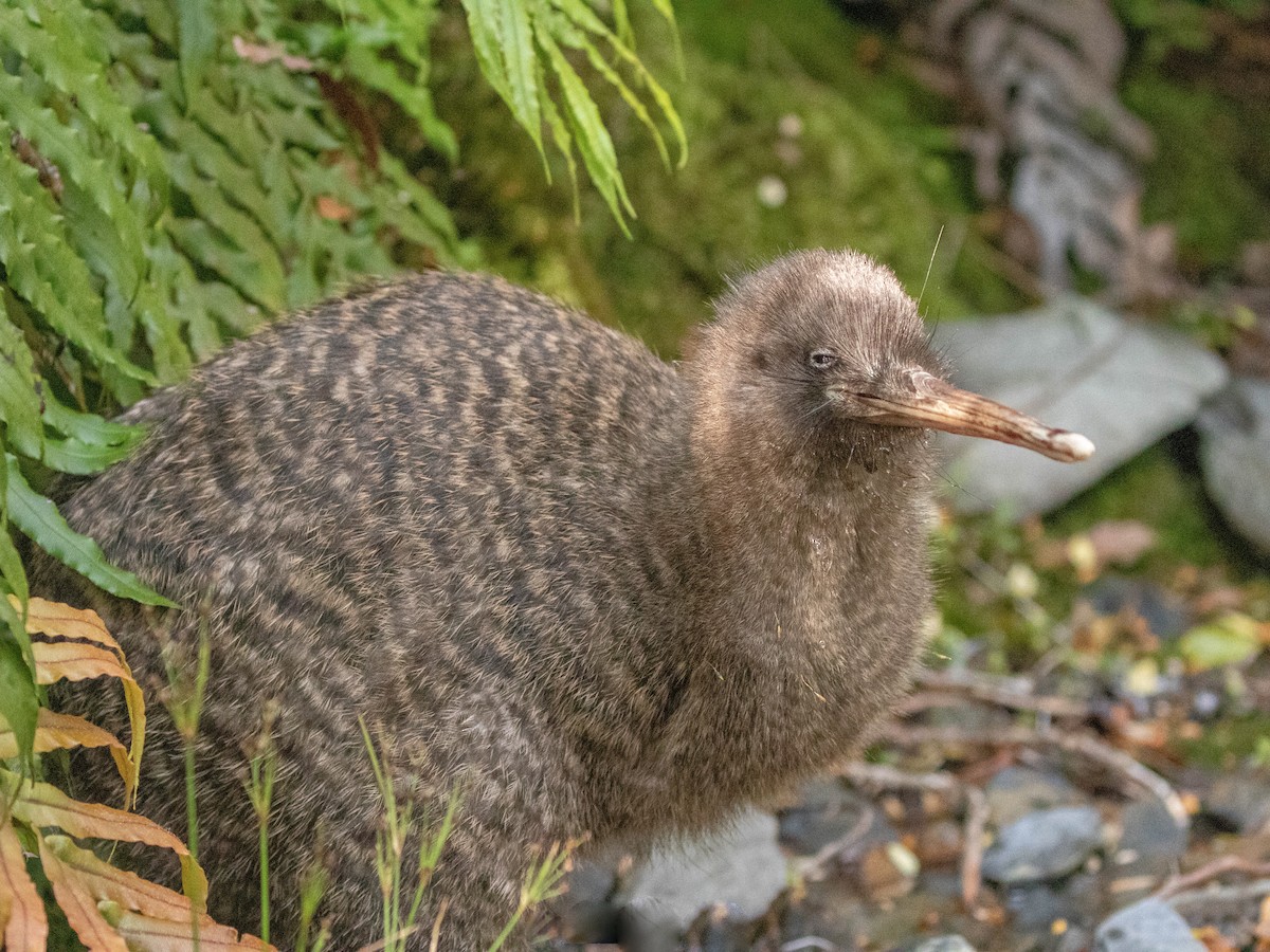 Great Spotted Kiwi - Apteryx maxima - Birds of the World