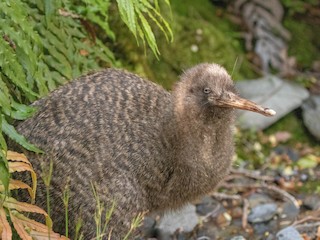  - Great Spotted Kiwi