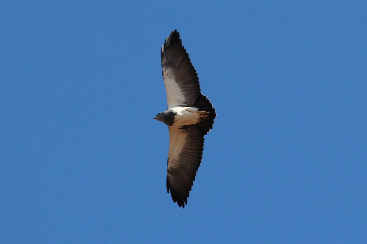 Black-chested Buzzard-Eagle - José Dionísio JDionísio